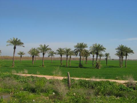 image Palmeras cerca del Zigurat de Chogha Zambil, Irán