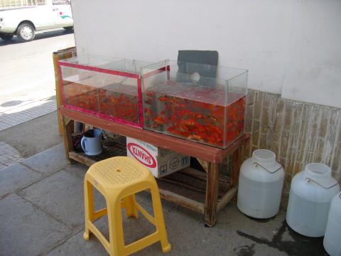 image Peces rojos para el Now Rooz, Yazd, Irán