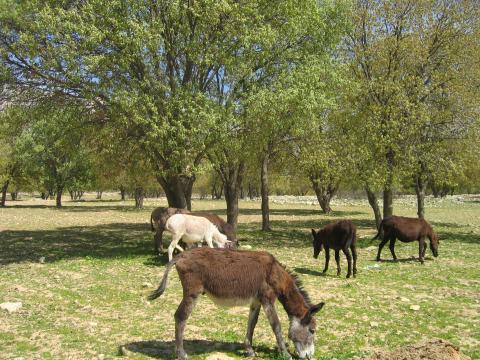 image Burros en una dehesa junto a Kazerún, provincia de Fars, Irán
