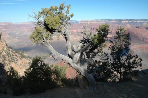 image Vegetación en el Gran Cañón del Colorado,  Arizona, Estados Unidos