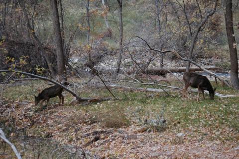 image Parque Nacional de Zion, Utah, Estados Unidos
