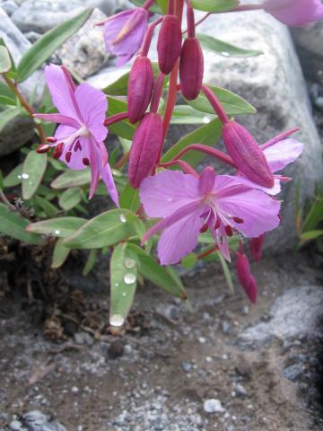 image Flor en Fairy Meadow, Nanga Parbat, Pakistán