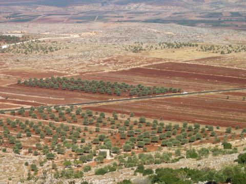 image Campos de olivos vistos desde la Catedral de San Simeón, Siria