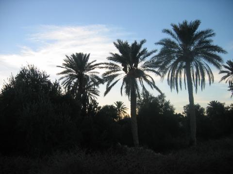 image Atardecer en el oasis de Palmira, actual Tadmor, Siria
