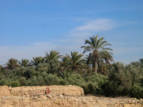 image Oasis de Palmira, actual Tadmor, Siria
