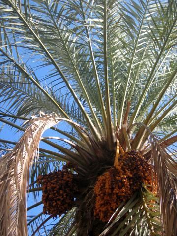 image Palmera datilera en Palmira, actual Tadmor, Siria