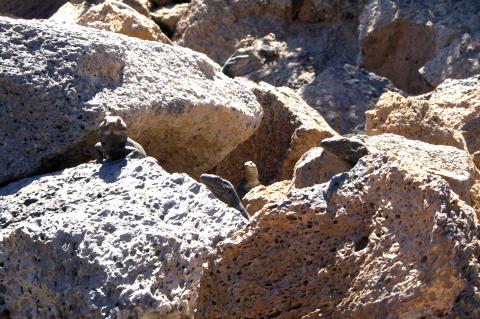image Gallotia Galloti, lagarto endémico de Tenerife