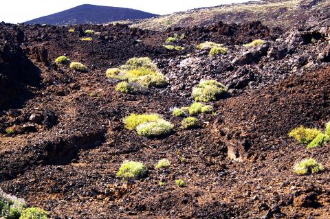 image Hierba pajonera en las cañadas del Teide, Tenerife
