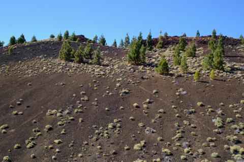 image Vegetación endémica de Tenerife en el Teide
