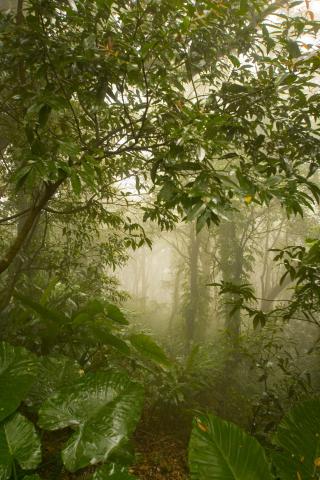 image Jardines en Hong Kong, China