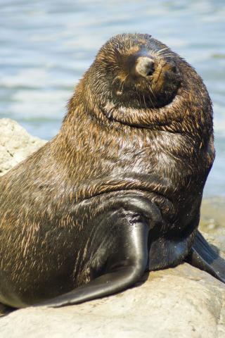 image León marino en la costa sur de Kaikoura, Nueva Zelanda