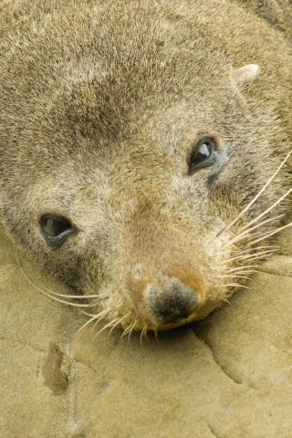 image León marino, Nueva Zelanda