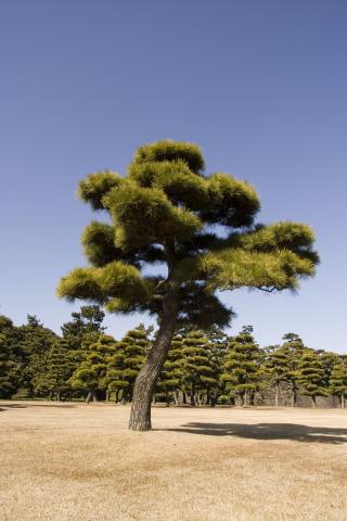 image Árbol en Tokio, Japón