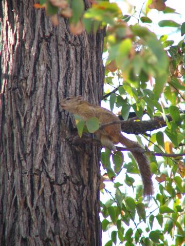 image Ardilla en el Parque Nacional de Moremi, Botswana