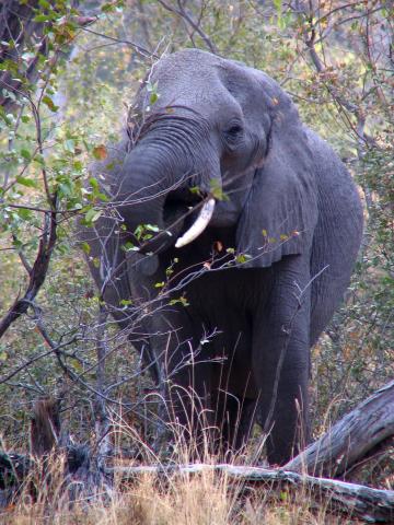 image Elefante en el Parque Nacional de Moremi, Botswana