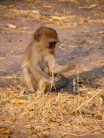image Mono en el Parque Nacional de Moremi, Botswana