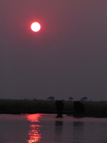 image Atardecer con elefantes en el Parque Nacional de Chobe, Botswana