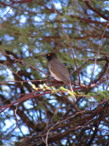 image Ave en el Parque Nacional de Etosha, Namibia