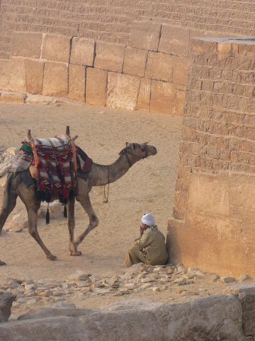 image Dromedario en la Pirámide escalonada, Egipto