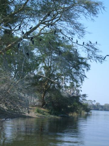 image Cormoranes en un árbol en el Parque Nacional de Liwonde, Malawi