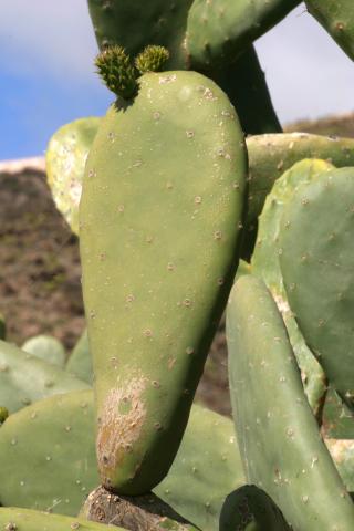 image Hoja de Opuntia dillenii, Lanzarote
