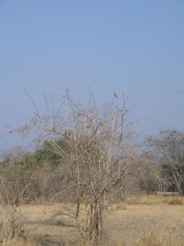 image Abejaruco carmesí en el Parque Nacional South Luangwa, Zambia