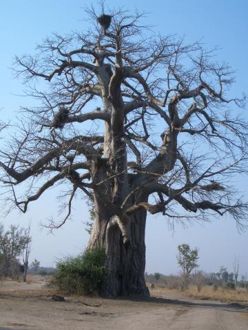 image Baobab en el Parque Nacional South Luangwa, Zambia