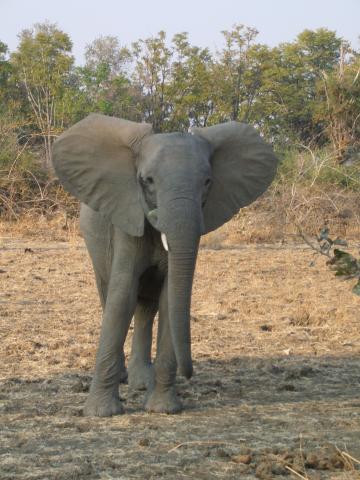 image Elefante alerta en el Parque Nacional South Luangwa, Zambia