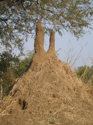 image Hormiguero en el Parque Nacional South Luangwa, Zambia