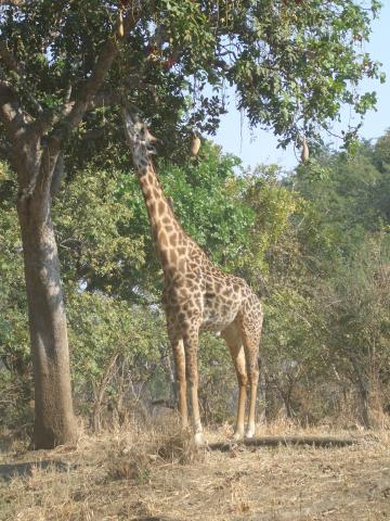 image Jirafa comiendo del árbol de las salchichas en el Parque Nacional South Luangwa, Zambia