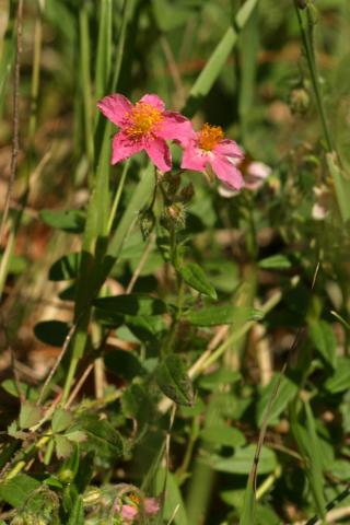 image Perdiguera, Tamarilla, Helianto o Heliántemo (Helianthemun nummularium), Valle de Hecho, Huesca