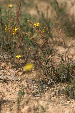 image Ceje, Ge del campo, Tila o Té de monte (Helianthemum cinereum), Belmonte de Tajo, Madrid