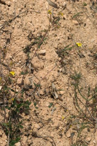 image Ceje, Ge del campo, Tila o Té de monte (Helianthemum cinereum), Belmonte de Tajo, Madrid