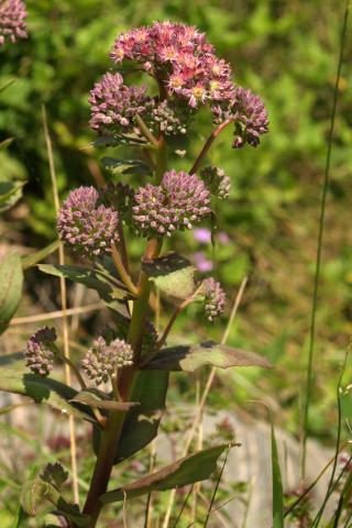 image Hojas y flores de Hylotelephium telephium, en Pirineos