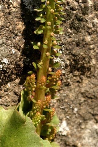 image Parte inferior del tallo de Ombligo de Venus (Umbilicus rupestri), en Madrid