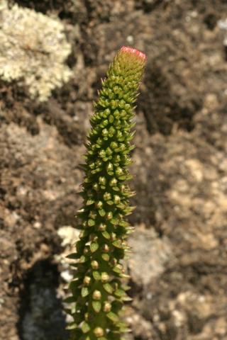 image Parte superior del tallo de Ombligo de Venus (Umbilicus rupestri), en Madrid