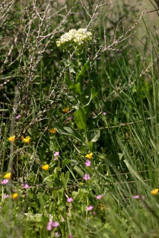 image Mastuerzo bárbaro u oriental, Draba o Capellanes (Cardaria draba), en Velilla de San Antonio, Madrid
