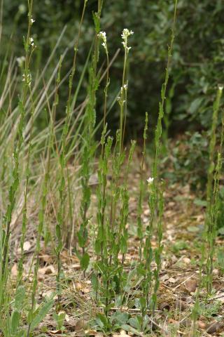 image Torreada (Arabis glabra), en Belmonte, Cuenca
