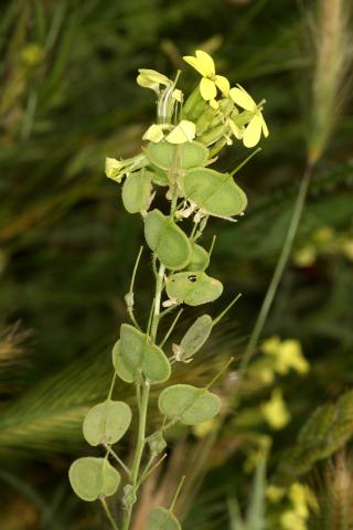 image Flores y frutos de Hierba de anteojos, Anteojos de Santa Lucía o Anteojera (Biscutella auriculata), en Belmonte, Cuenca