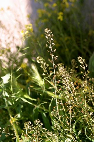 image Bolsa de pastor, Jaramago blanco o Zurrón de pastor (Capsella bursa-pastoris), en Valle del Tiétar
