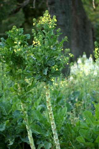 image Brassica oleracea, en Madrid