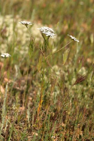 image Iberis linifolia, en Madrid