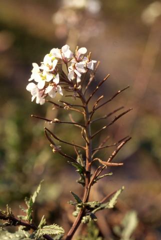 image Rabaniza blanca (Diplotaxis erucoides), en Madrid