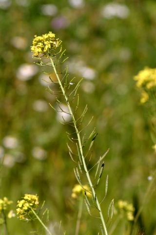 image Jaramago (Diplotaxis virgata), en Madrid