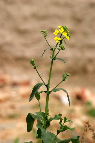image Nabo, nabiza, nabicol o colza (Brassica napus), en Madrid