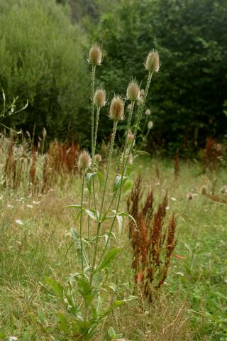 image Cardencha (Dipsacus fullonum), en Valsaín, Segovia