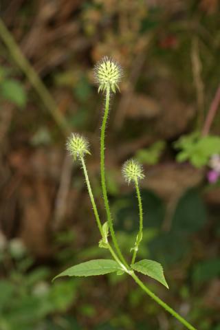 image Flores inmaduras y hojas de Dipsacus pilosus, en Valle de Arán, Lleida
