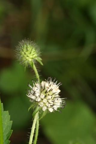 image Flores madura e inmadura de Dipsacus pilosus, en Valle de Arán, Lleida
