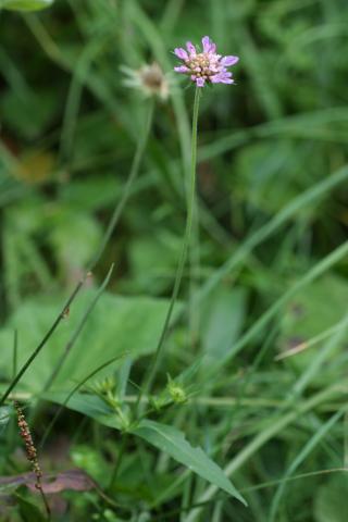 image Viuda silvestre, Escabiosa negra o Lengua de vaca (Knautia arvernensis), en Pirineos