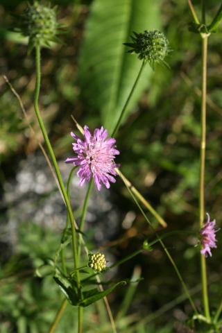 image Viuda silvestre, Escabiosa negra o Lengua de vaca (Knautia arvernensis), en Pirineos
